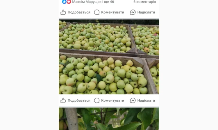 Свежие яблоки разных сортов - фото № 7