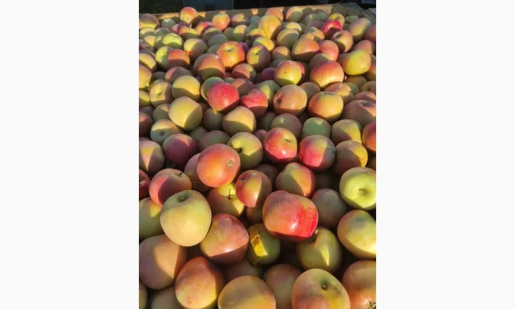 Свежие яблоки разных сортов - фото № 8