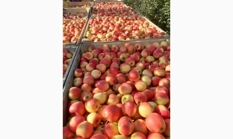 Свежие яблоки разных сортов - фото № 9