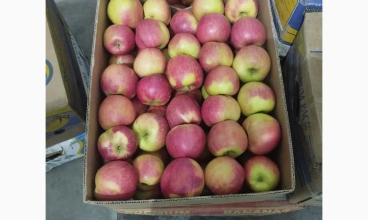 Яблоки сорта Чемпион в продаже - фото № 1