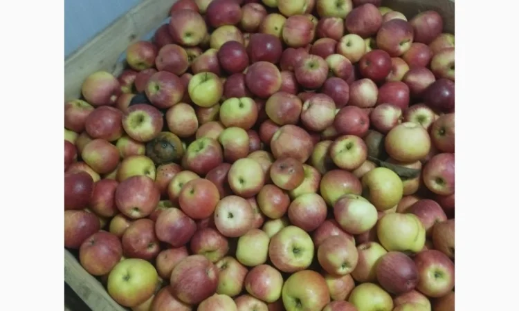 Яблоки сорта Чемпион в продаже - фото № 2