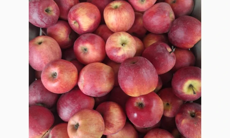 Пропонуються яблука сорту Флоріна - фото № 2