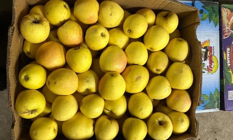 Продається яблуко сорту Голден - фото № 1