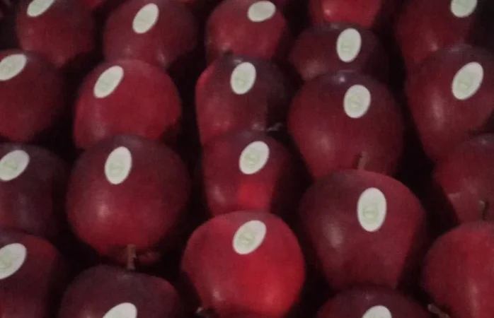 Продается высококачественное яблоко из холодильника - фото № 11