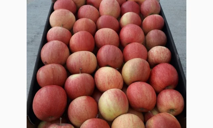 Продается высококачественное яблоко из холодильника - фото № 4