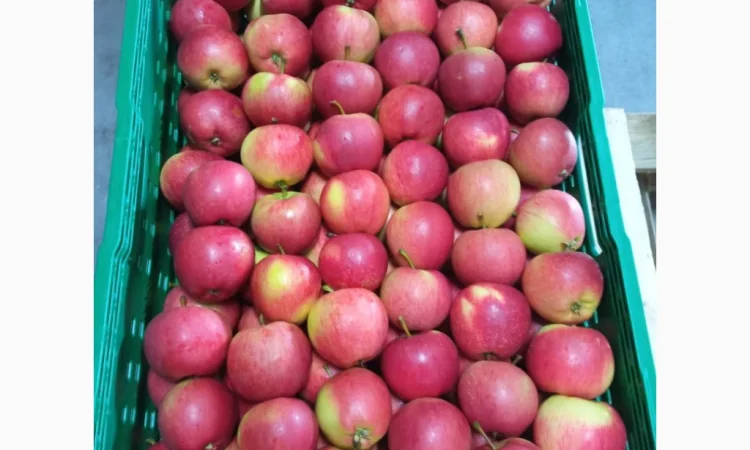 Продается высококачественное яблоко из холодильника - фото № 5