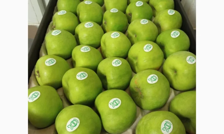 Продается высококачественное яблоко из холодильника - фото № 6