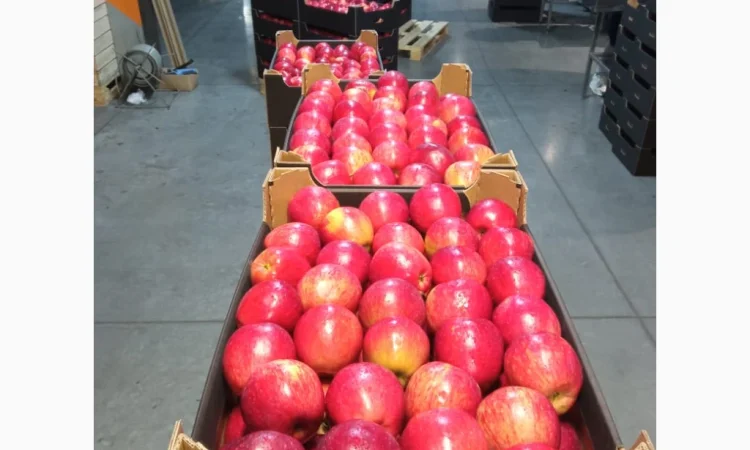 Продается высококачественное яблоко из холодильника - фото № 7
