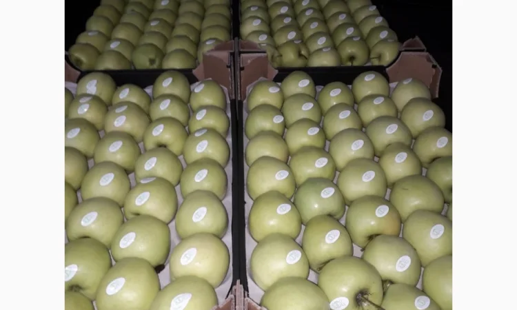 Продается высококачественное яблоко из холодильника - фото № 9