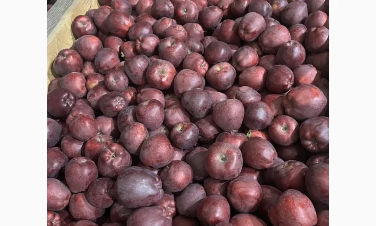 Продаются яблоки: Голден, Фуджі, Джеромін, Гала, отличного качества в Виннице - фото № 1