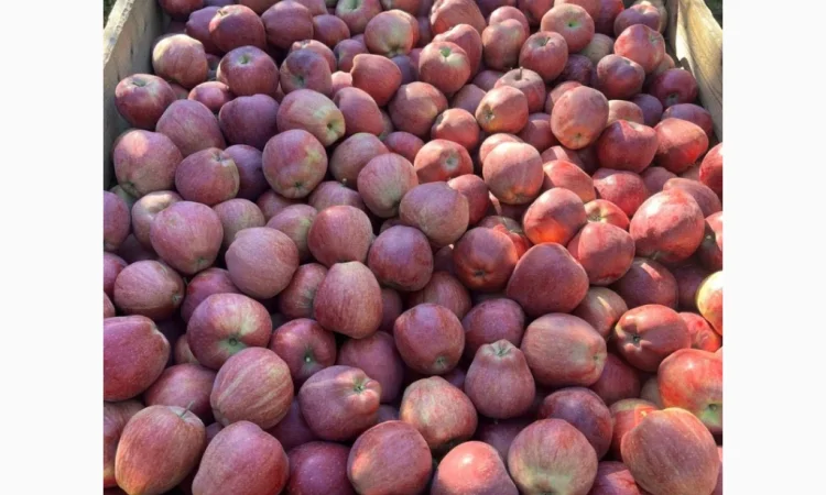 Продаются яблоки: Голден, Фуджі, Джеромін, Гала, отличного качества в Виннице - фото № 3