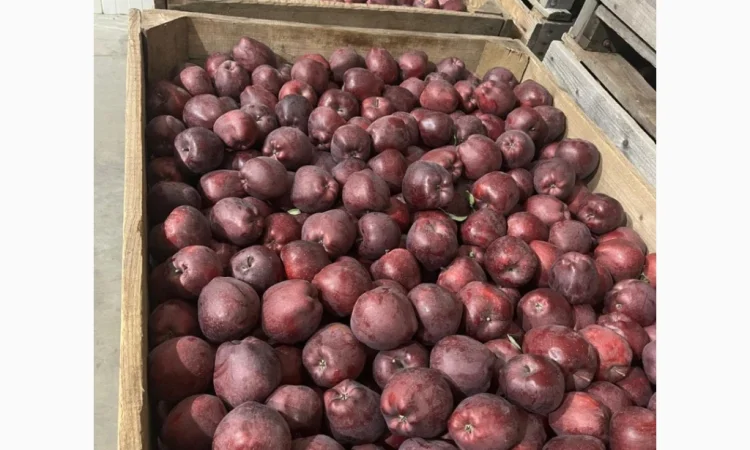 Продаются яблоки: Голден, Фуджі, Джеромін, Гала, отличного качества в Виннице - фото № 4