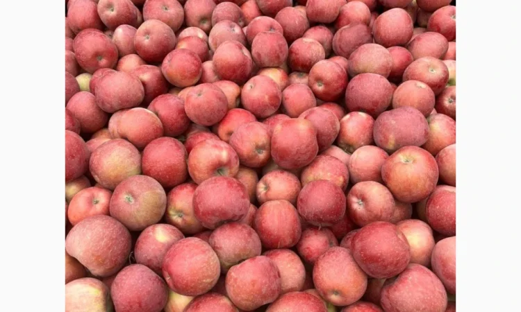 Продаются яблоки: Голден, Фуджі, Джеромін, Гала, отличного качества в Виннице - фото № 6