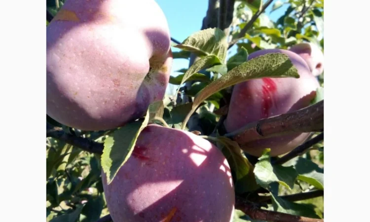 Продается яблоки с молодого сада - фото № 1