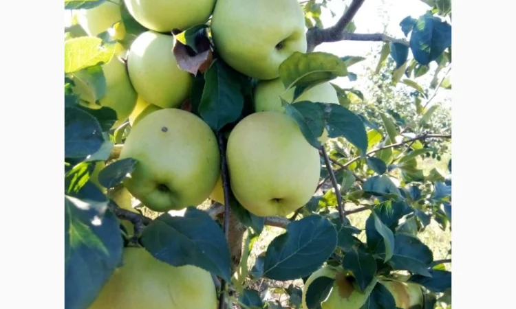 Продается яблоки с молодого сада - фото № 3