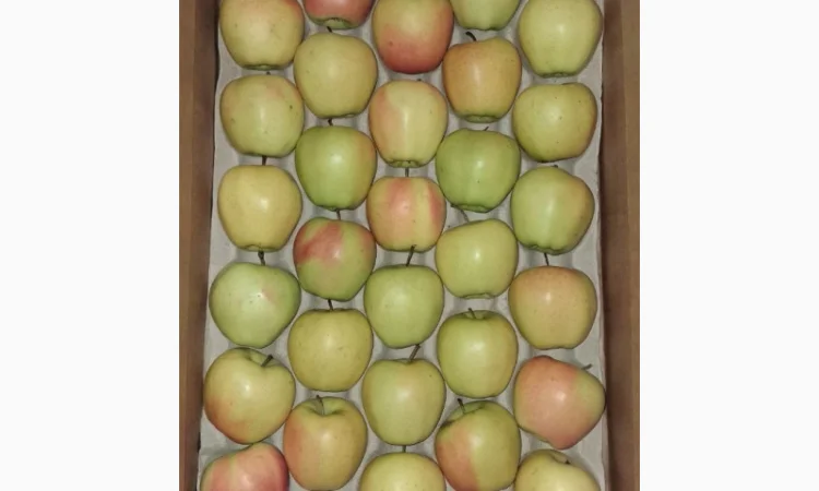 Продам яблуко сорту Голден (Golden Parsi da Rosa) - фото № 1