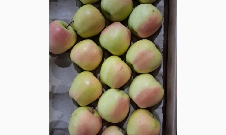 Продам яблуко сорту Голден (Golden Parsi da Rosa) - фото № 2