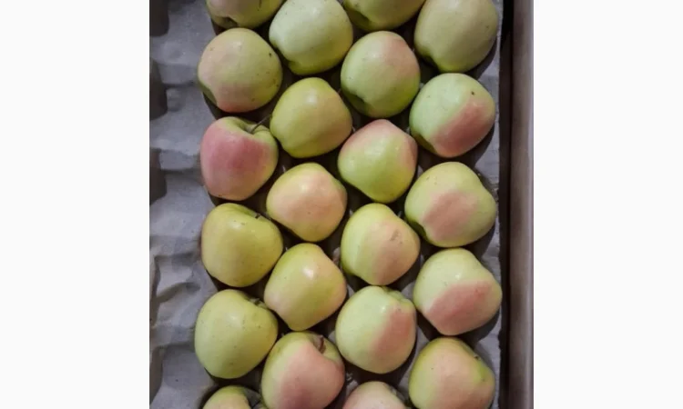 Продам яблуко сорту Голден (Golden Parsi da Rosa) - фото № 3