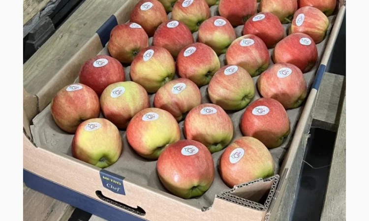 Продам яблука 2025 - фото № 2