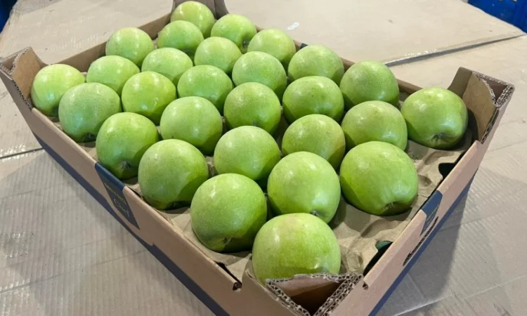 Продам яблука 2025 - фото № 3