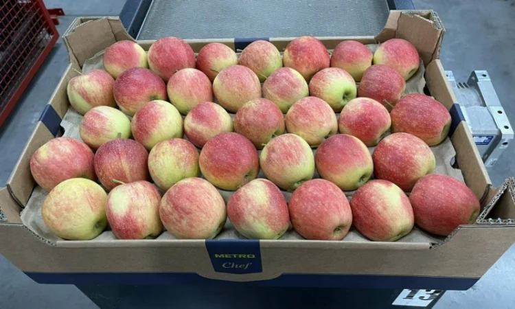 Продам яблука 2025 - фото № 4