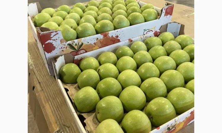 Продам яблука 2025 - фото № 6