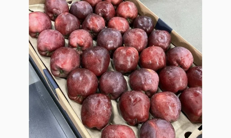 Продам яблука 2025 - фото № 1