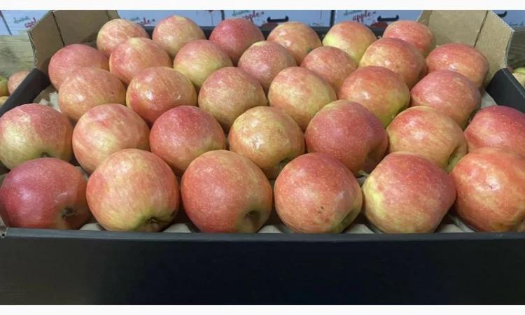 Продам яблука 2025 - фото № 7