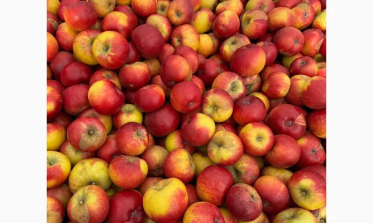 Продаж яблук для переробки - фото № 1