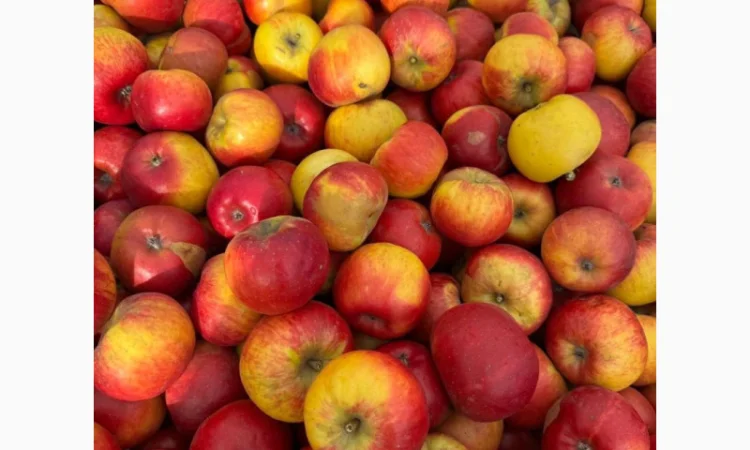 Продаж яблук для переробки - фото № 3