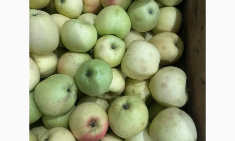 Продаж яблук для переробки - фото № 4