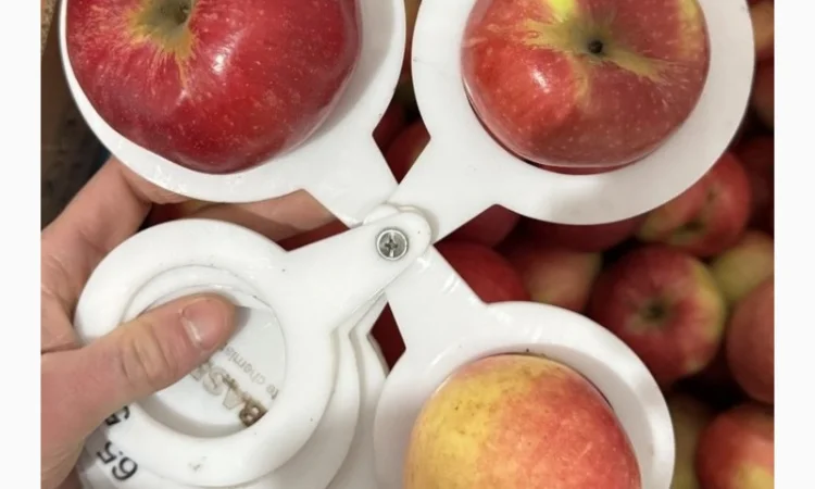 Яблука сорту Амулет на продажу - фото № 1