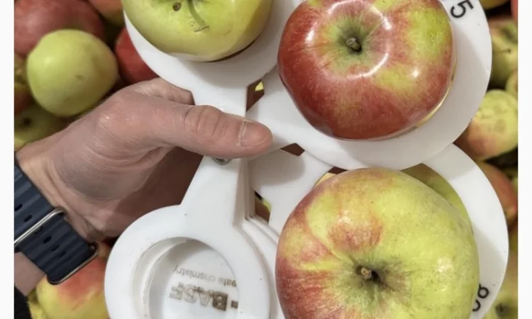 Яблоки сорта Теремок на продажу - фото № 1