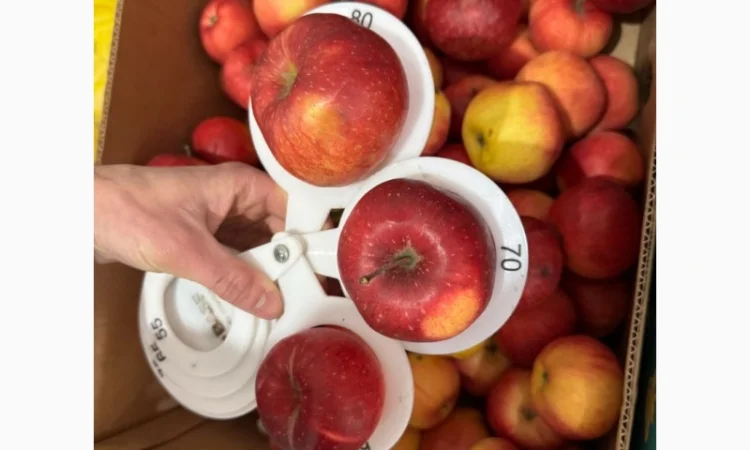 Яблоки сорта Радуга - свежий урожай 2025 года - фото № 1