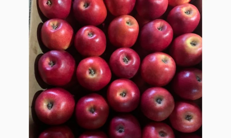 Продаються яблука нового врожаю - фото № 1