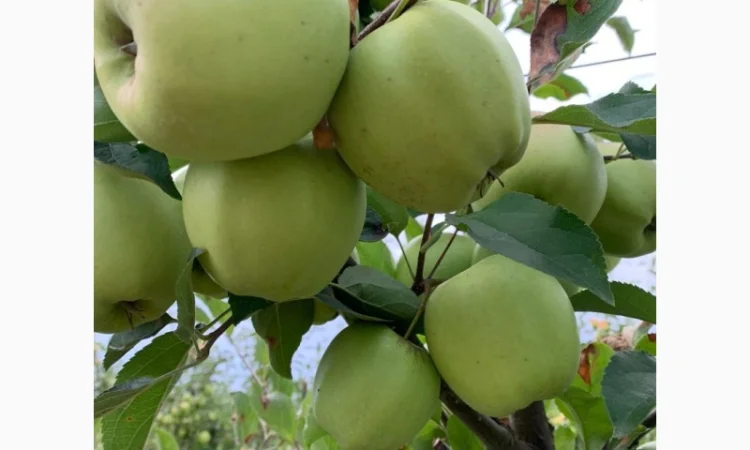 Продаються яблука нового врожаю - фото № 2