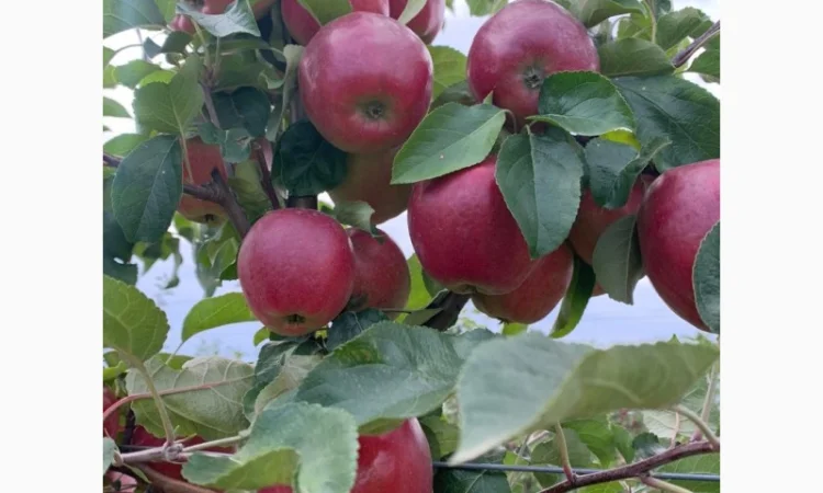 Продаються яблука нового врожаю - фото № 3