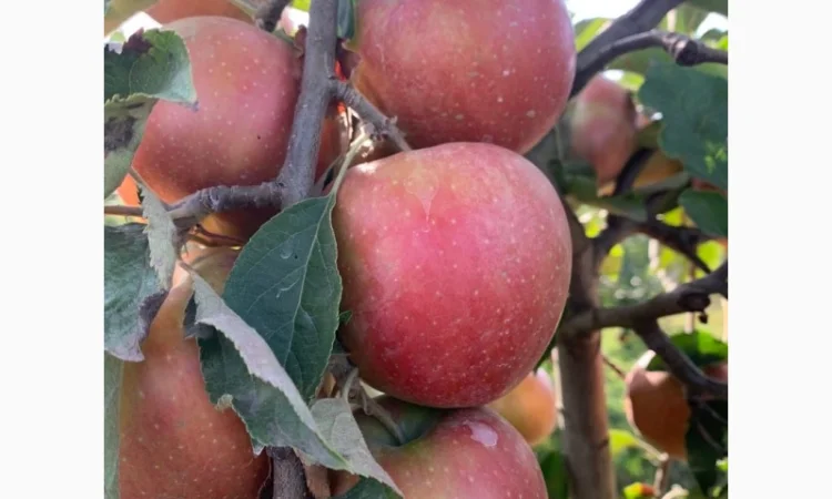 Продаються яблука нового врожаю - фото № 4