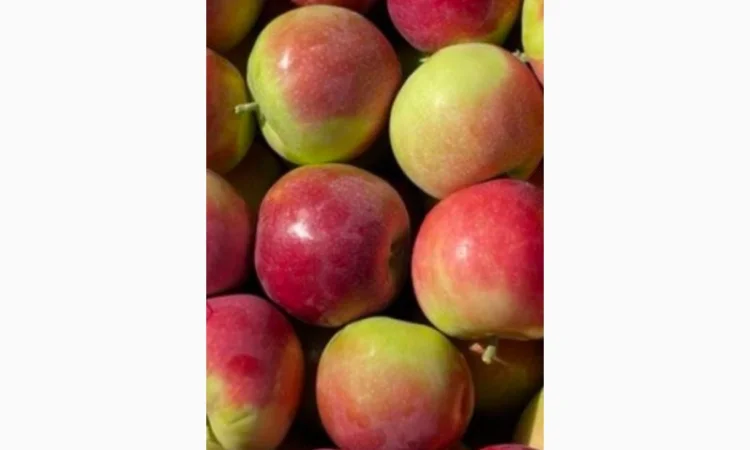 Яблуко ранні Слава Переможцям - фото № 2