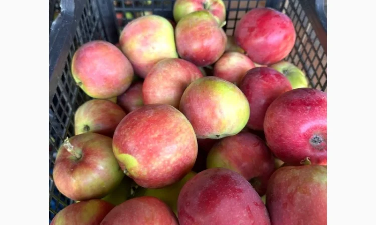 Яблуко ранні Слава Переможцям - фото № 1