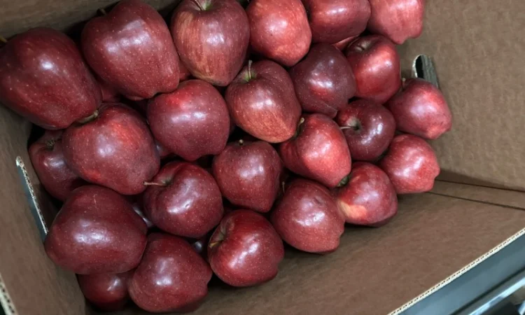 Продам яблука - фото № 4