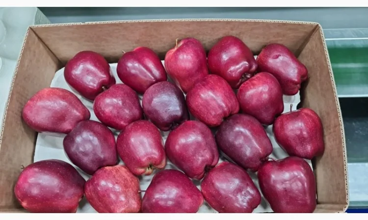 Продам яблука - фото № 5