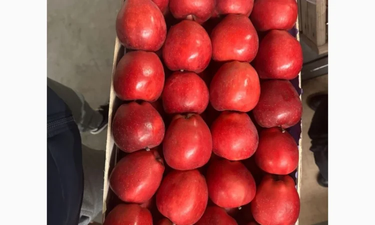 Продам яблука - фото № 6