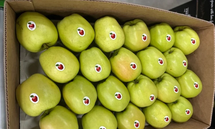 Продам яблука - фото № 8