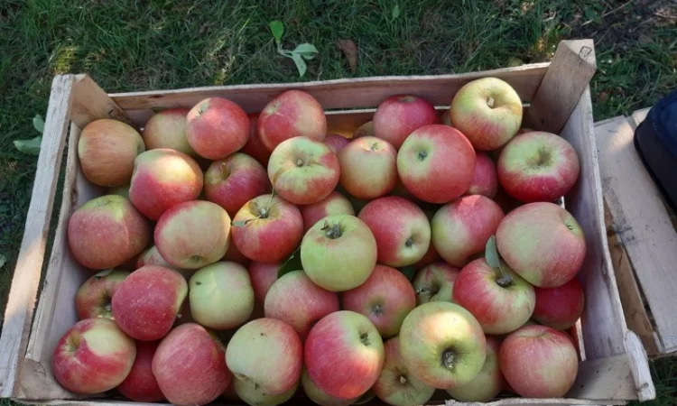 Продажа яблок различных сортов - фото № 1