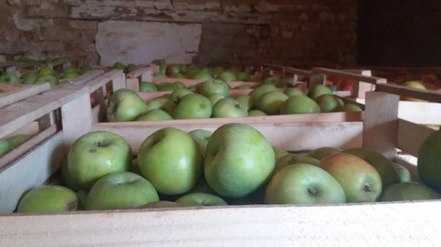 Яблоки оптом для продажи - фото № 2