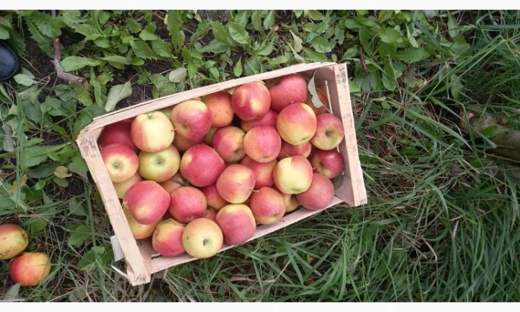 Продаются яблоки сорта Чемпион - фото № 1