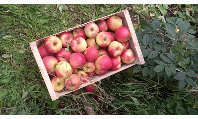 Продаются яблоки сорта Чемпион - фото № 2