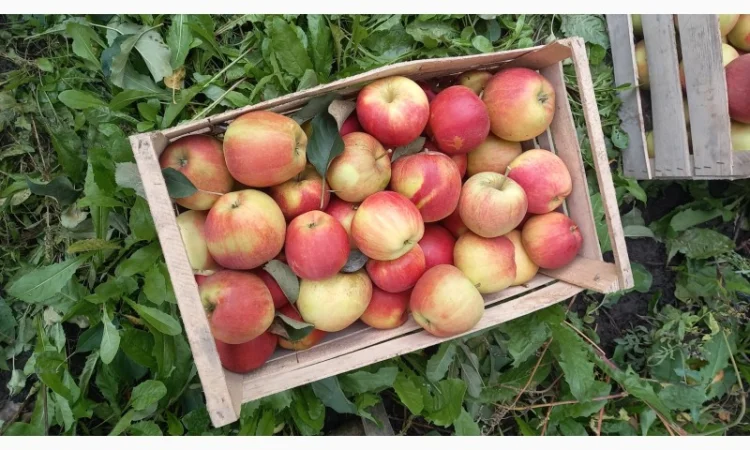 Продаются яблоки сорта Чемпион - фото № 3