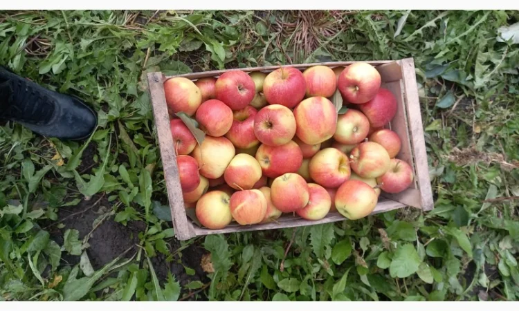 Продаются яблоки сорта Чемпион - фото № 4